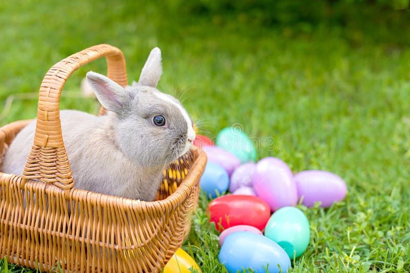 Easter Bunny and Easter Eggs on Spring Green Grass. Cute Rabbit Stock