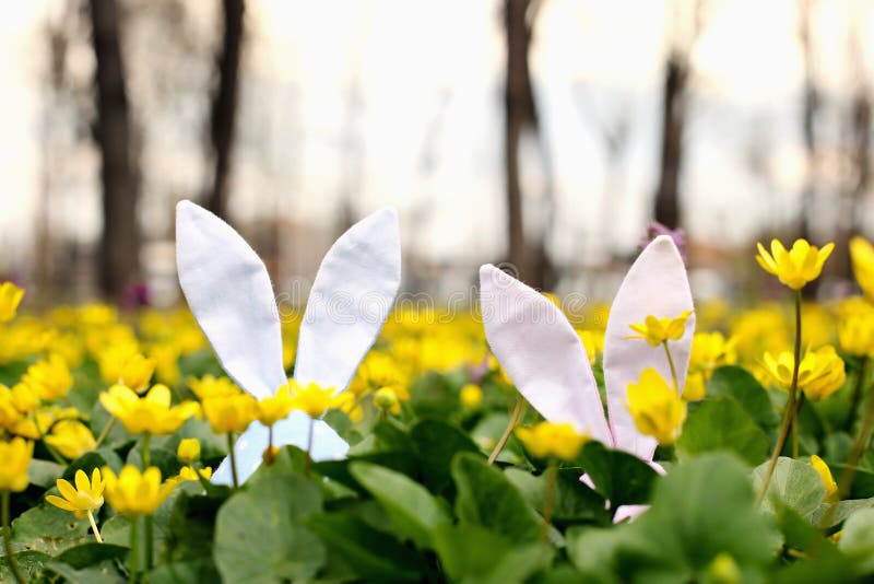 Easter bunny hidden on a flower meadow, yellow spring flowers on a meadow of green grass. Concept spring, ears hare