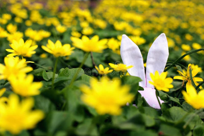 Easter bunny hidden on a flower meadow, yellow spring flowers on a meadow of green grass. Concept spring, ears hare stock images Easter bunny hidden on a flower meadow, yellow spring flowers on a meadow of green grass. Concept spring, ears hare stock images