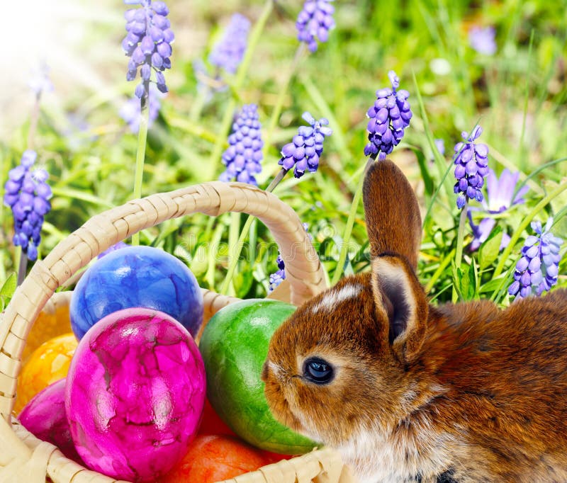 Easter Bunny hide eggs stock image. Image of earrings - 35337955