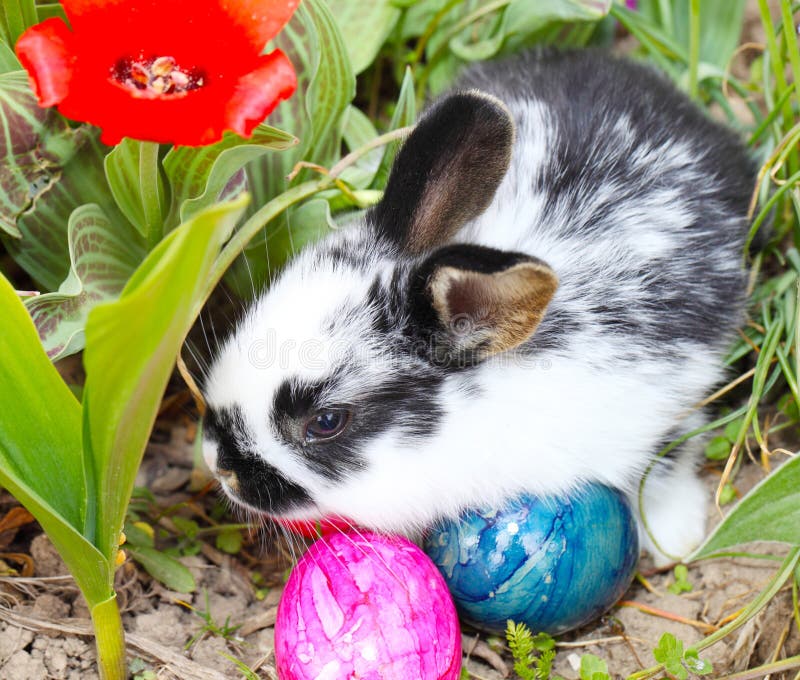 367 Easter Bunny Hiding Eggs Stock Photos Free & RoyaltyFree Stock