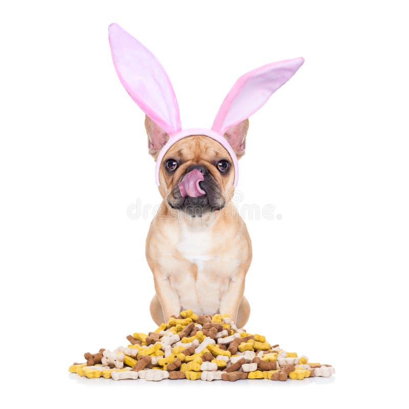Easter bunny ears french bulldog dog , hungry and licking with tongue ,behind mound of food , isolated on white background. Easter bunny ears french bulldog dog , hungry and licking with tongue ,behind mound of food , isolated on white background