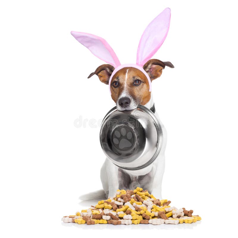 Easter bunny ears jack russell dog , hungry with food bowl in mouth, behind mound of bowl , isolated on white background. Easter bunny ears jack russell dog , hungry with food bowl in mouth, behind mound of bowl , isolated on white background