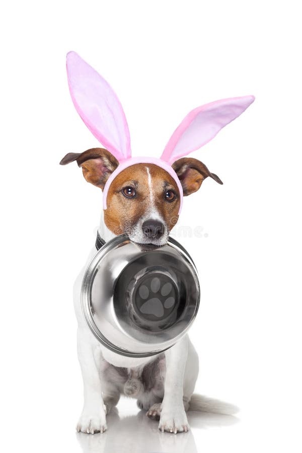 Easter bunny ears jack russell dog , hungry with food bowl in mouth, isolated on white background. Easter bunny ears jack russell dog , hungry with food bowl in mouth, isolated on white background