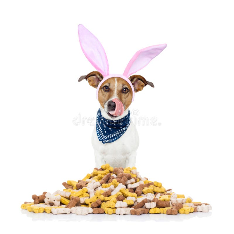 Easter bunny ears jack russell dog , hungry and licking with tongue ,behind mound of food , isolated on white background. Easter bunny ears jack russell dog , hungry and licking with tongue ,behind mound of food , isolated on white background
