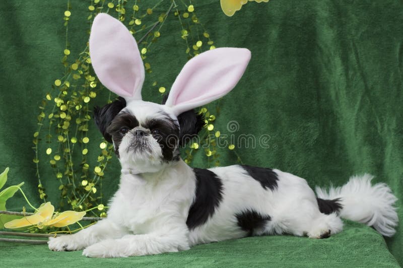 Easter bunny puppy. stock photo. Image of puppy, canine 26288182