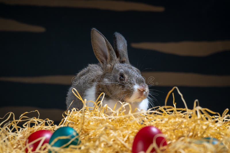 Easter bunny rabbit on the black background. Easter holiday concept. Cute rabbit in hay near dyed eggs. Adorable baby rabbit. Sp royalty free stock photography Easter bunny rabbit on the black background. Easter holiday concept. Cute rabbit in hay near dyed eggs. Adorable baby rabbit. Sp royalty free stock photography