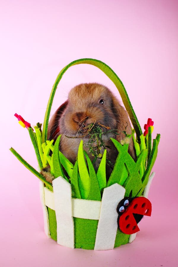 Easter Bunny Rabbit Cute Lop Pet Rabbits. Cute Easter Animal Stock