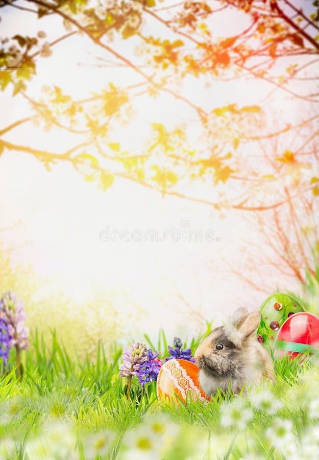 Easter bunny with spring flowers and easter eggs in blossom garden stock images Easter bunny with spring flowers and easter eggs in blossom garden stock images