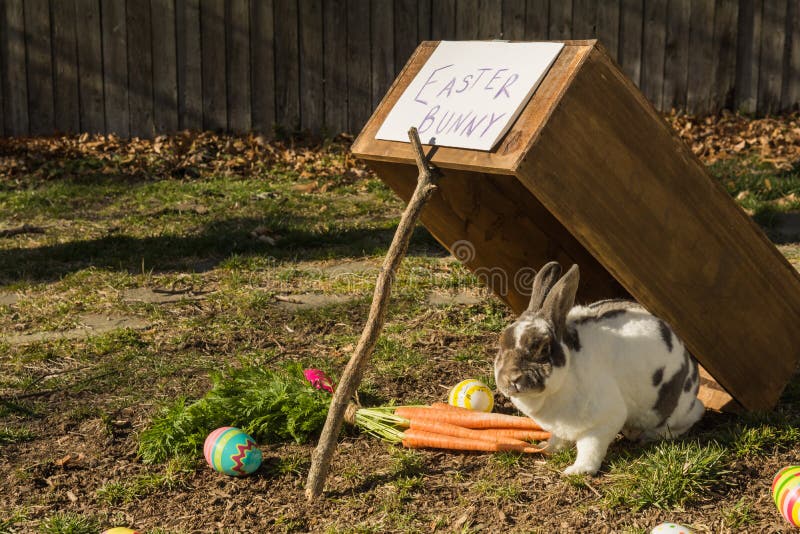 262 Rabbit Trap Photos - Free & Royalty-Free Stock Photos ...