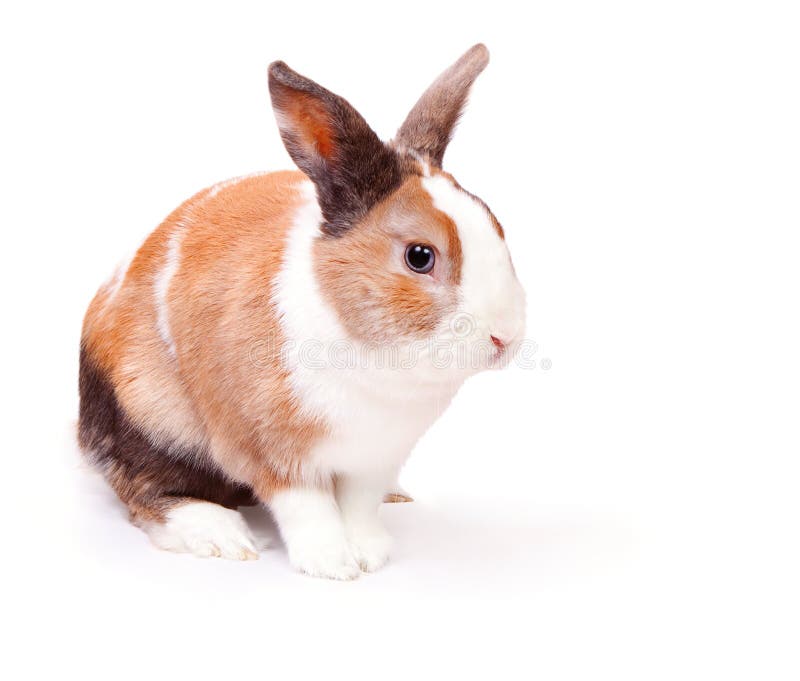 Easter bunny with a white fluffy fur