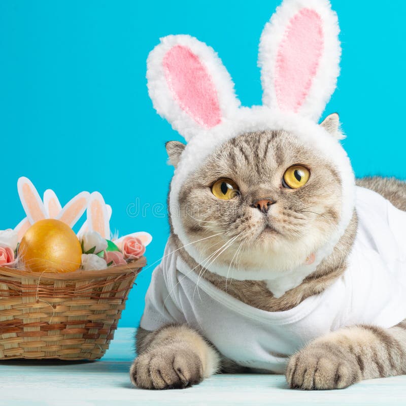 Easter Cat with Bunny Ears with Easter Eggs. Cute Kitten Stock Photo