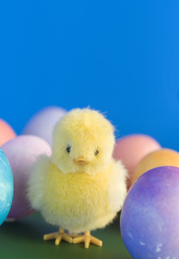 17,503 Baby Easter Chick Stock Photos Free & RoyaltyFree Stock