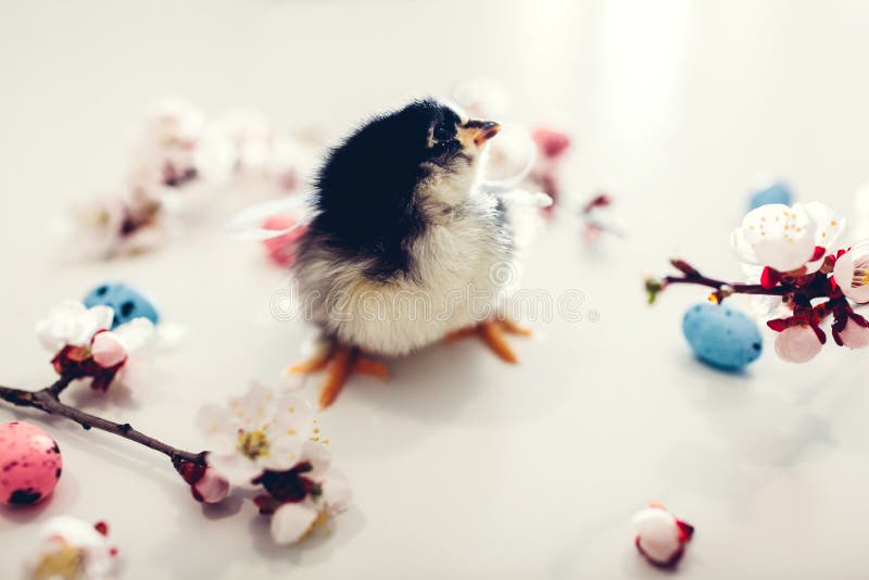 Easter chicken. Little yellow chick walking among apricot blooming flowers and Easter eggs stock photo Easter chicken. Little yellow chick walking among apricot blooming flowers and Easter eggs stock photo