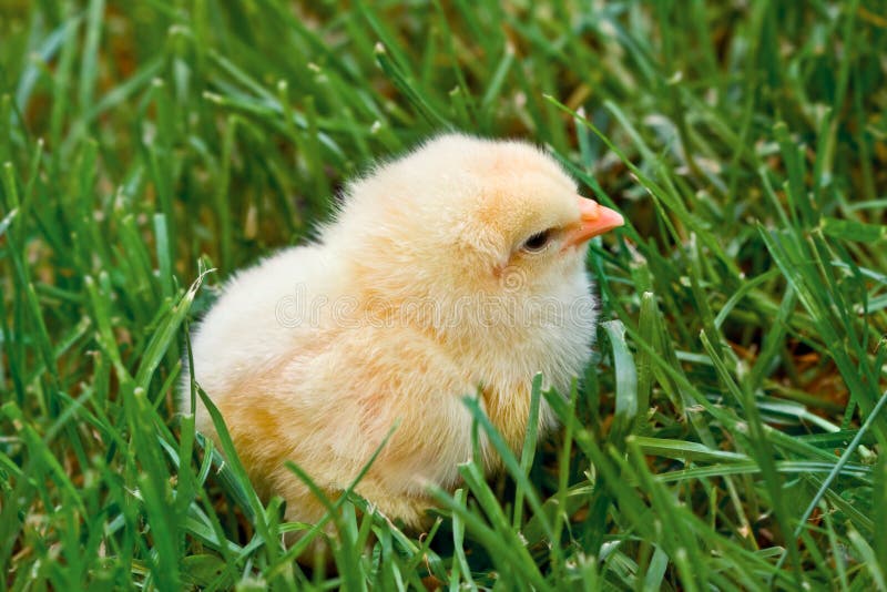 Sweet Easter chicks stock image. Image of little, poultry - 12701985