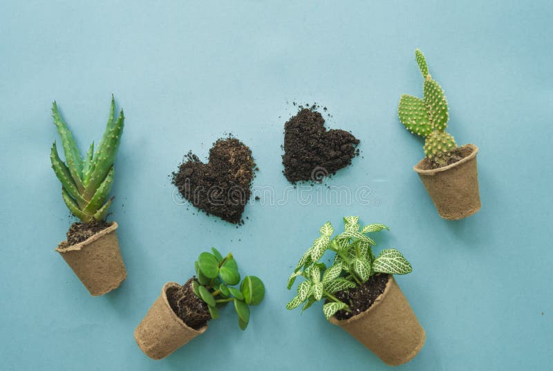 Easter Composition. the Process of Transplanting Flowers, Top View