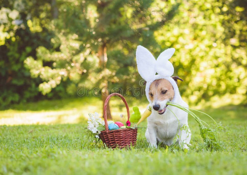 Shy Cute Dog with Easter Bunny Ears Holding Fresh Carrot in Mouth Stock