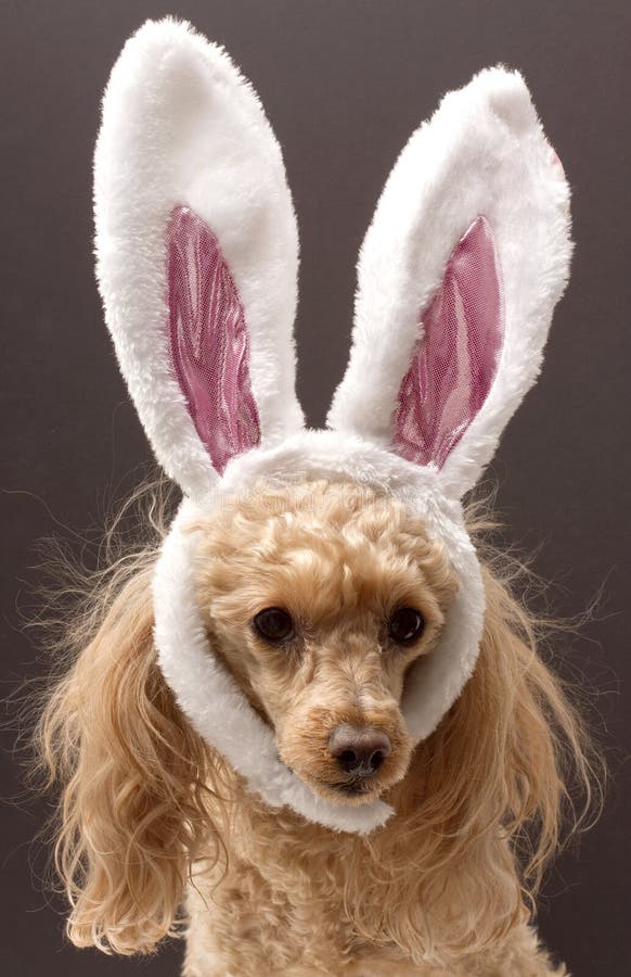Dog Dressed Up As Easter Bunny Stock Photo Image of pink, basket