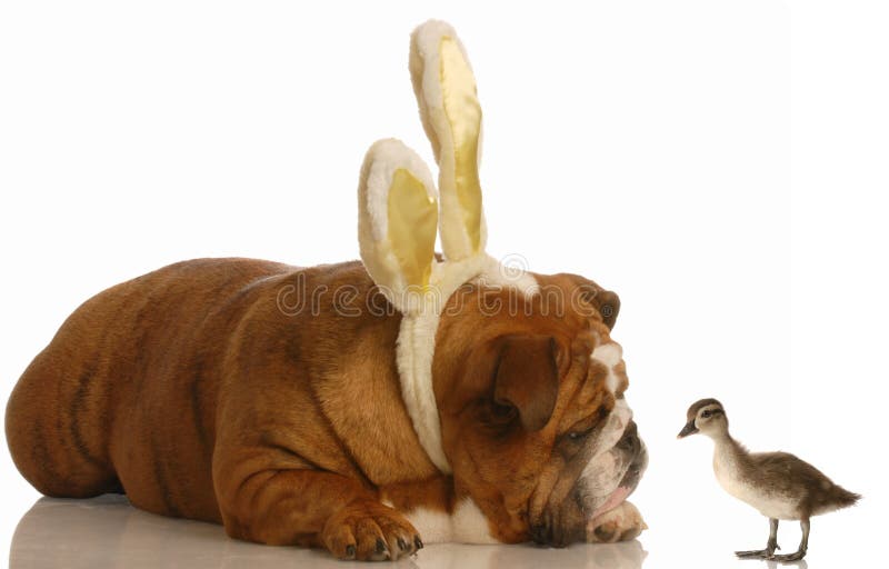 Easter dog and baby duck