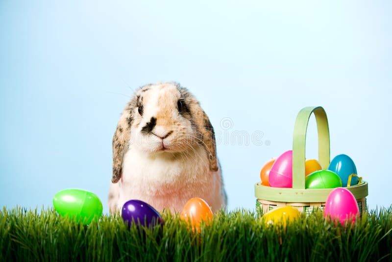 Easter Easter Bunny in Grass with Basket of Plastic Eggs Stock Image Image of rabbit, camera