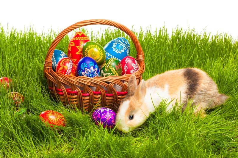 Easter Egg and Bunny in Basket Stock Photo Image of colored, bunny