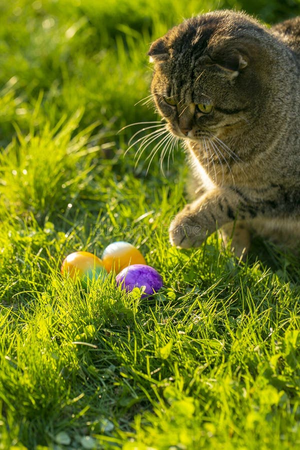 Easter Egg Hunter.Cat and Easter Eggs on Green Grass. Finding Colored
