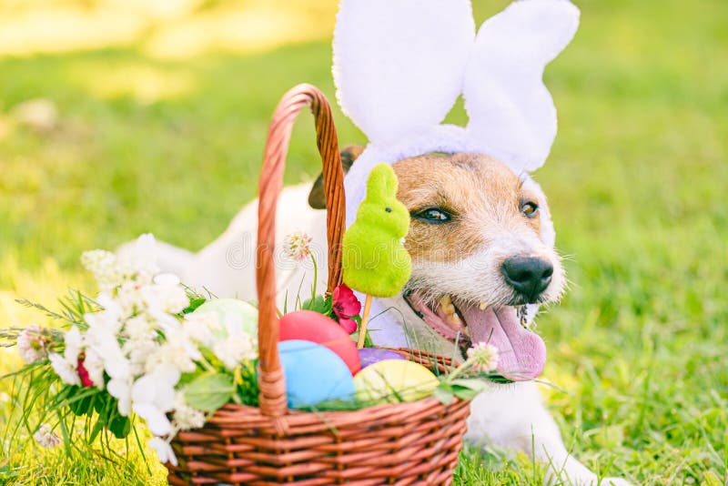 Easter Eggs in Basket and Dog with Bunny Ears As Easter Eggs Hunt ...