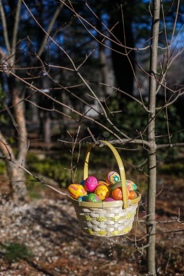 Easter Eggs in the Basket Hang on the Branch of Tree Stock Photo