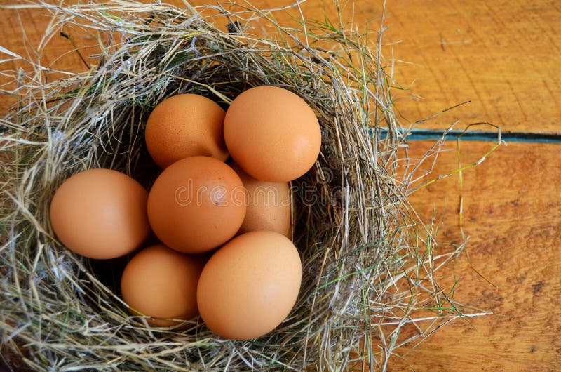 Easter Eggs in a Bird Nest. Stock Image Image of design, traditionel