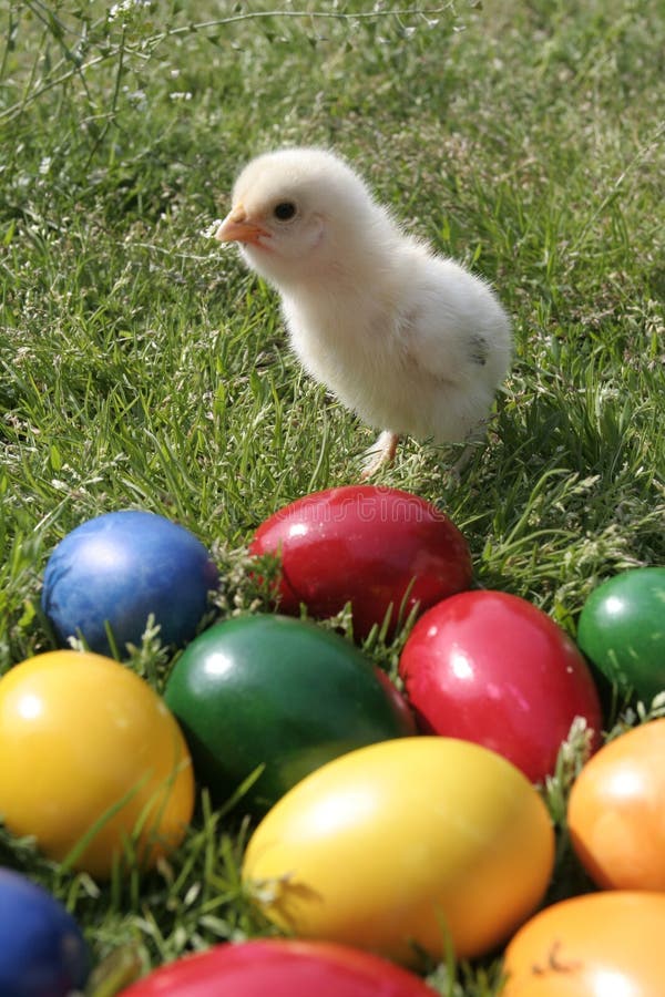 Easter eggs and chicken