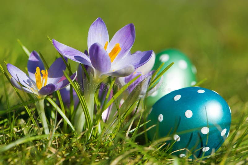 Easter eggs with crocuses