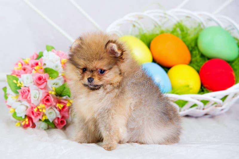 Easter eggs and fluffy spitz dog puppy