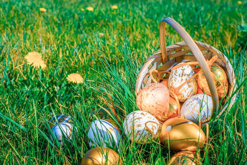 Easter eggs. Golden egg with yellow spring flowers in celebration basket on green grass background. Congratulatory easter design