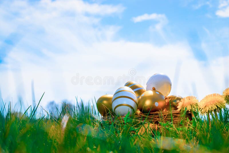 Easter eggs. Golden egg with yellow spring flowers in celebration basket on green grass background. Easter hunt concept