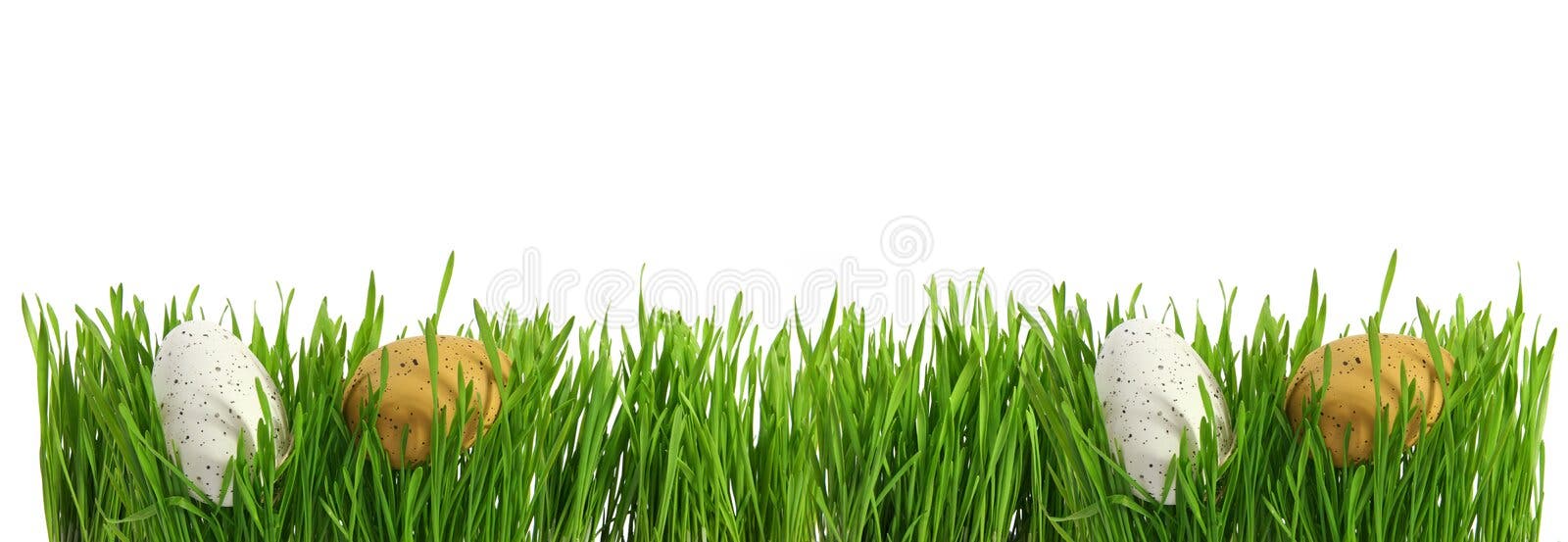 Easter eggs hidden in green grass banner, cut out isolated on white background for template royalty free stock photo Easter eggs hidden in green grass banner, cut out isolated on white background for template royalty free stock photo