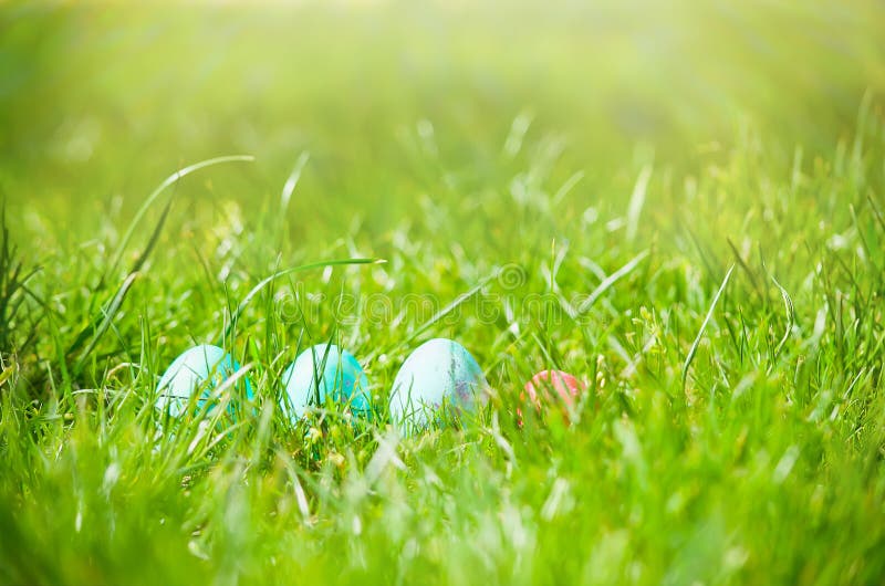 Easter Eggs Hiding in the Grass with Rabbit Stock Image Image of