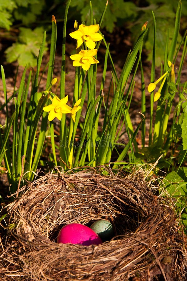 Easter eggs in a nest