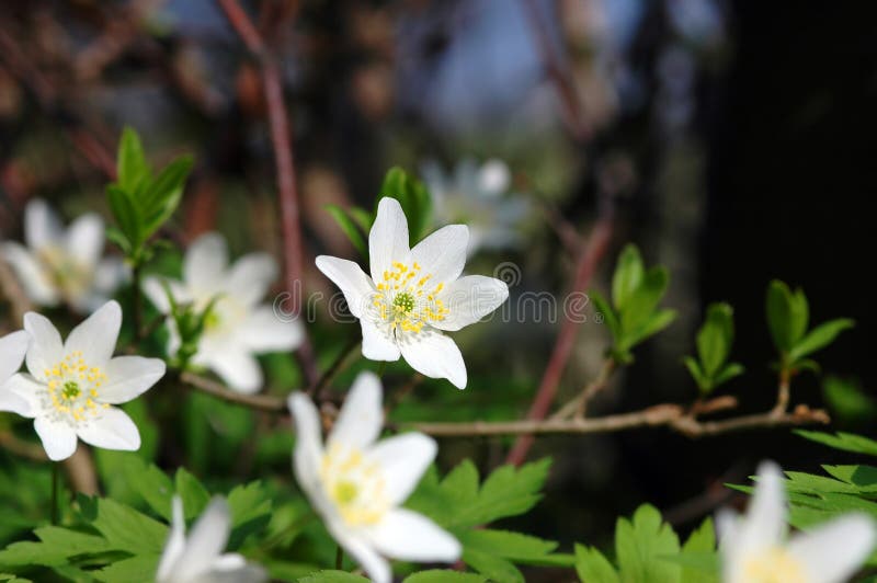 Easter flower stock photo. Image of bulb, seasonal, religion 709408