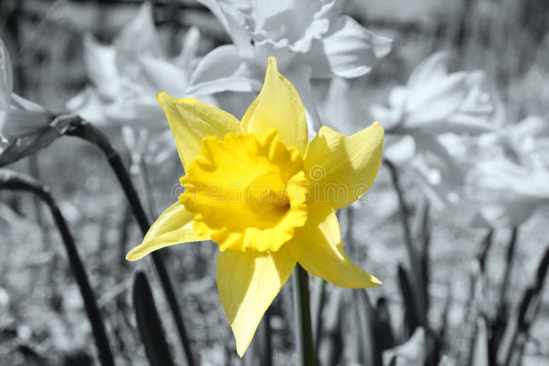 Daffodil Yellow (Easter Flower) Against Black and White