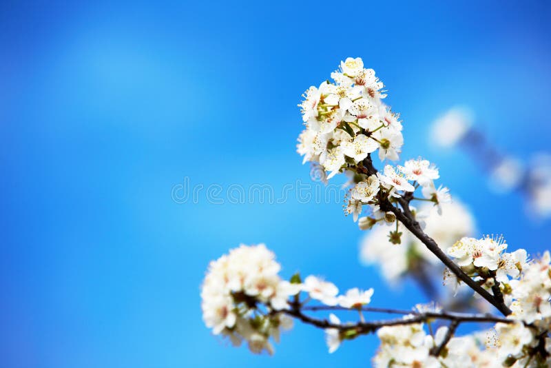 Easter flowers