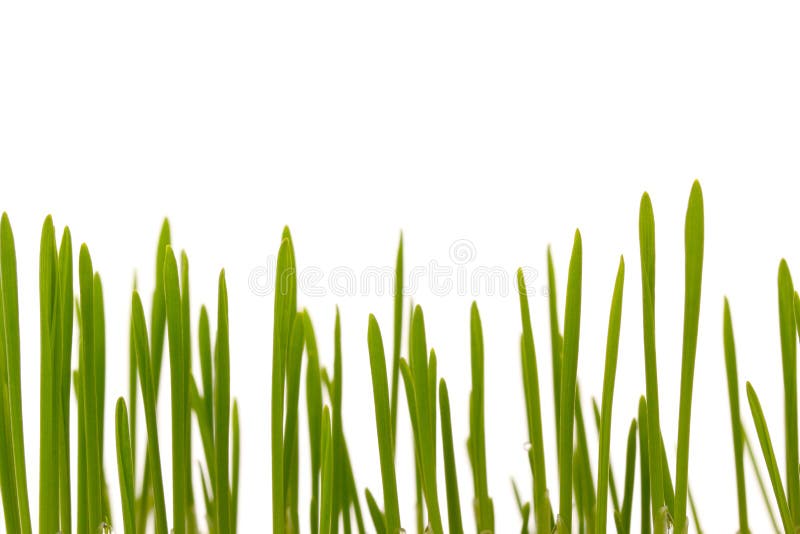 Easter grass, cat grass stock photo. Image of blade, sowing 33417088