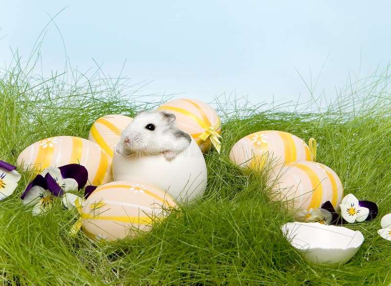 Easter hamster stock photo. Image of spring, springtime 8459454