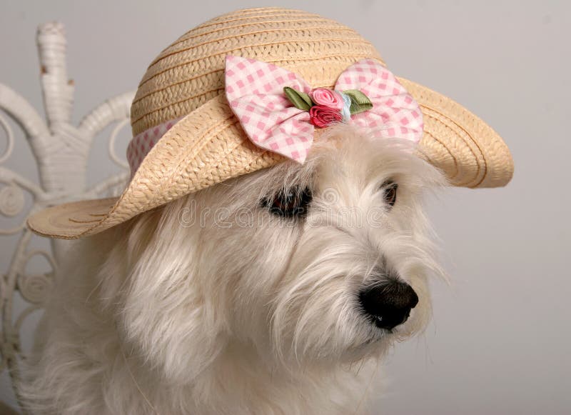 easter bonnets for dogs