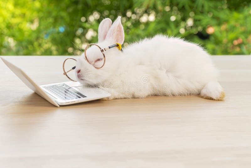 Easter holiday animal, technology e-learning concept. Baby bunny white wearing eye glasses with laptop sleeping on the wood.