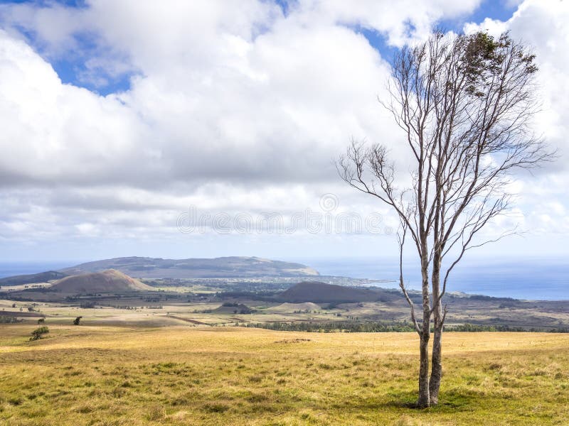 Easter Island Trees stock photo. Image of latin, national 85139676