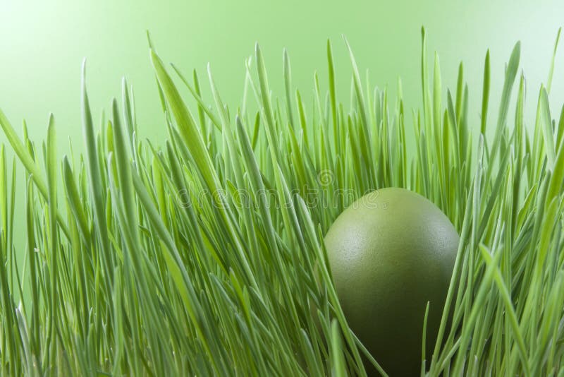 Composition of easter egg on green grass. Composition of easter egg on green grass