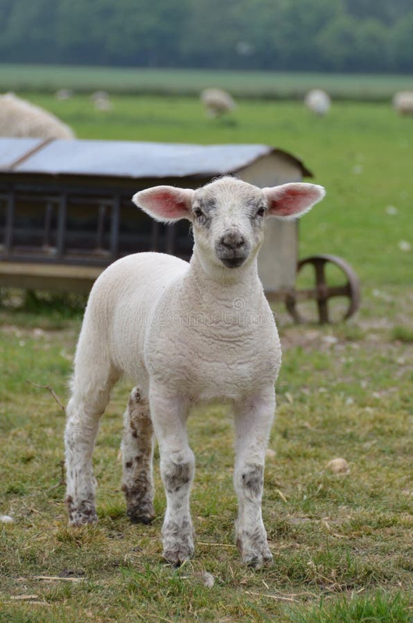 Easter Lamb stock image. Image of farm, young, close 72143585