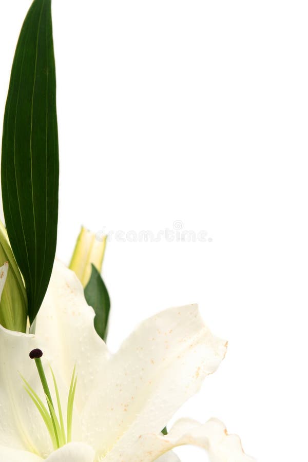 Easter lilies stock image. Image of botanical, flower 2187517