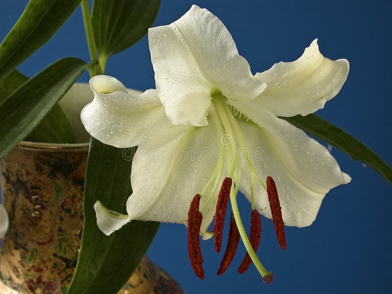Easter Lily (lilium Longiflorum) Blooming Stock Photo Image of