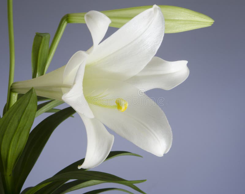 Easter Lily Plant. Easter Lily bloom on a blue background royalty free stock photos